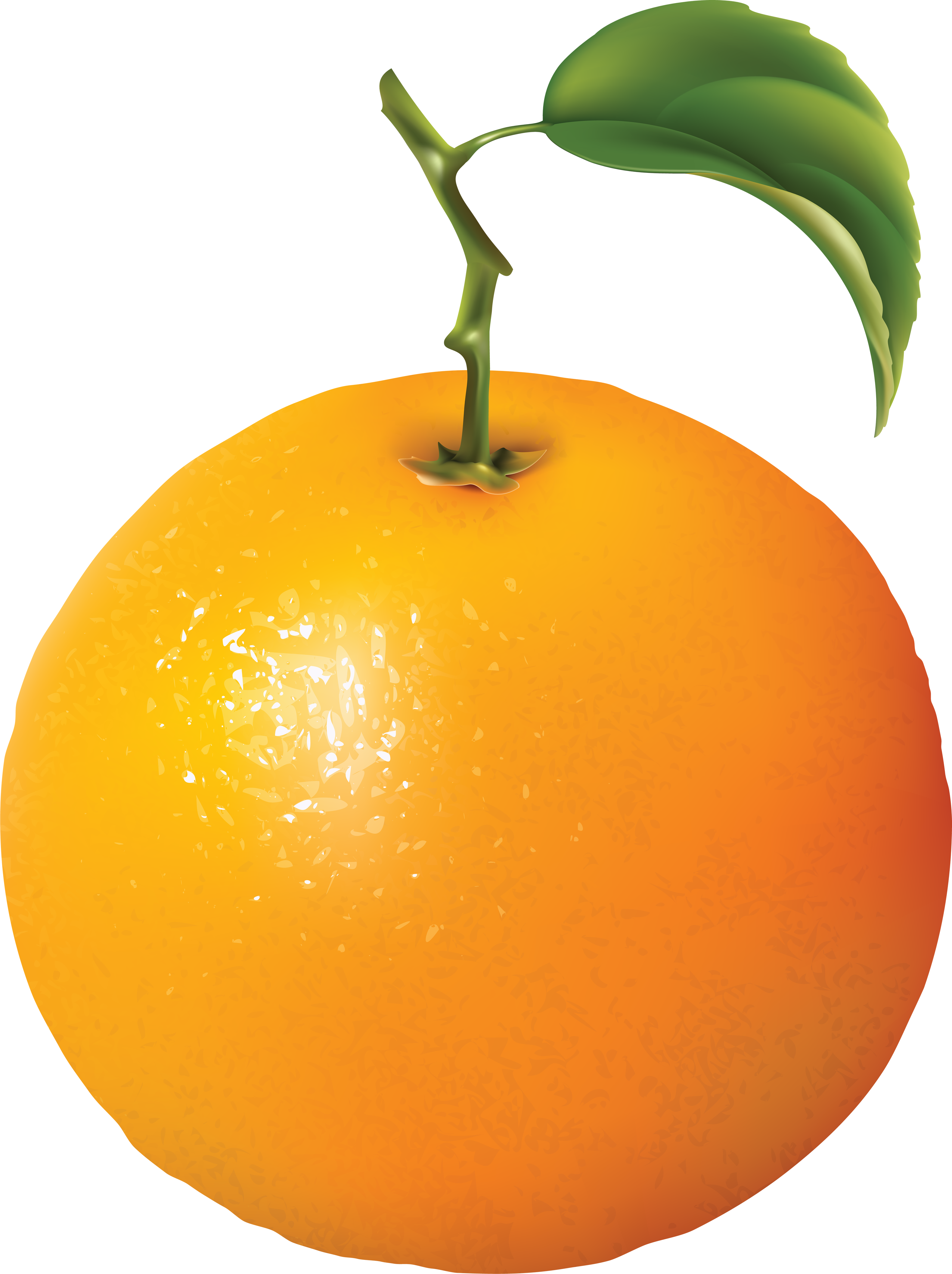 Orange Clipart Transparent Background - ผล ไม้ ส้ม ลาย เส้น (3163x4231)