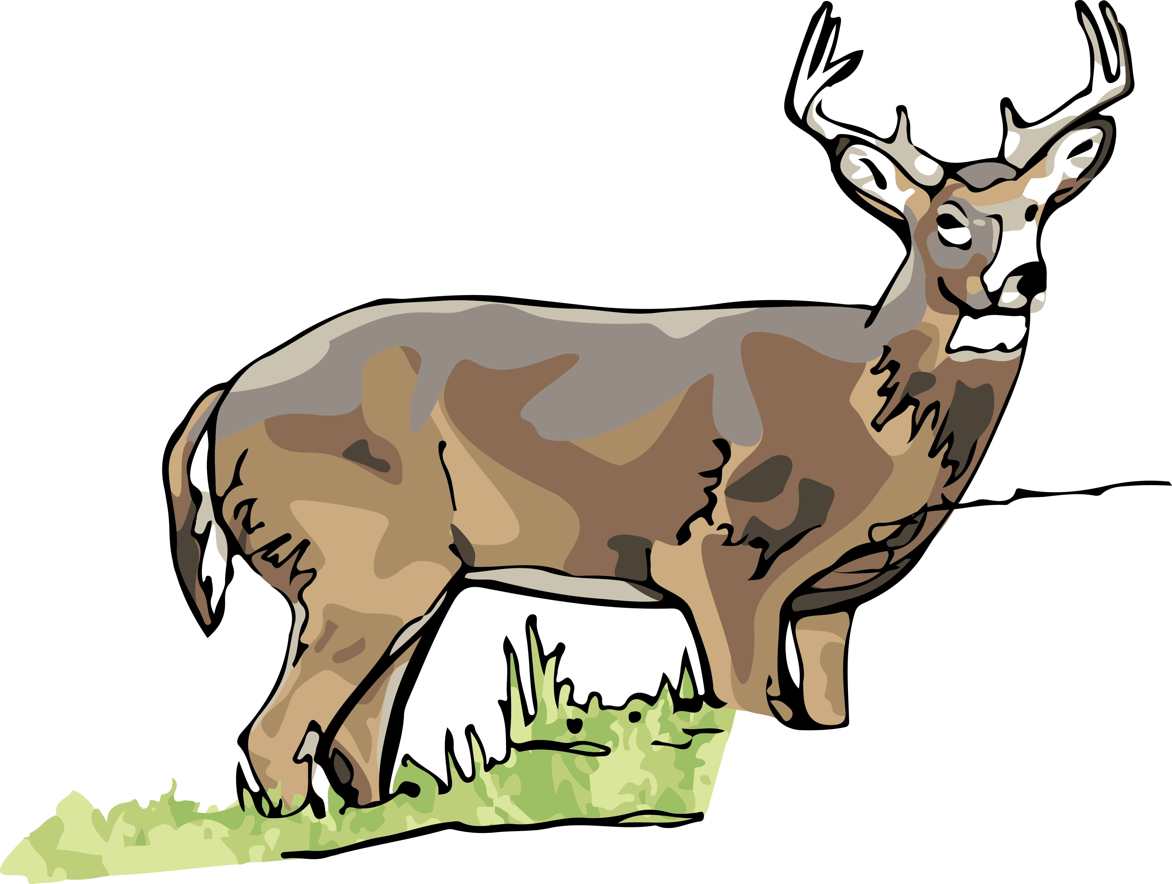 White-tailed Deer - Elk (4894x3692)