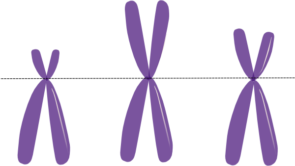 Clipart Of Gene And Allele - X Chromosome Transparent (600x339)