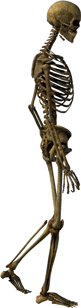 Human Skeleton Bone Clip Art - Skeleton Walking Png (425x1107)