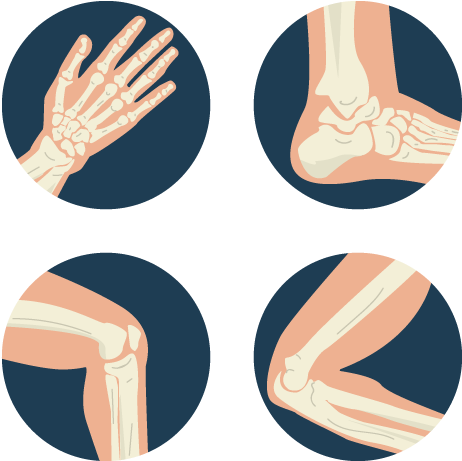 Bone Euclidean Vector Human Skeleton Clip Art - X Ray Vector (500x500)