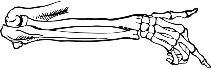 Bones, Skeleton, Point, Body, Vector - Skeleton Hand And Arm Png (680x340)