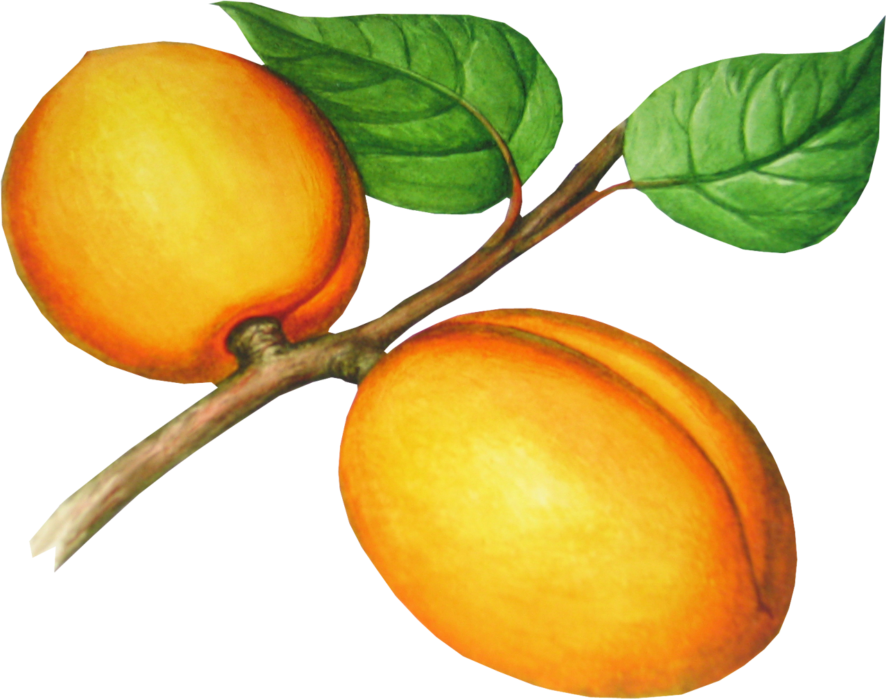 Apricot Image File Formats Clip Art - Apricot Image File Formats Clip Art (1368x1072)