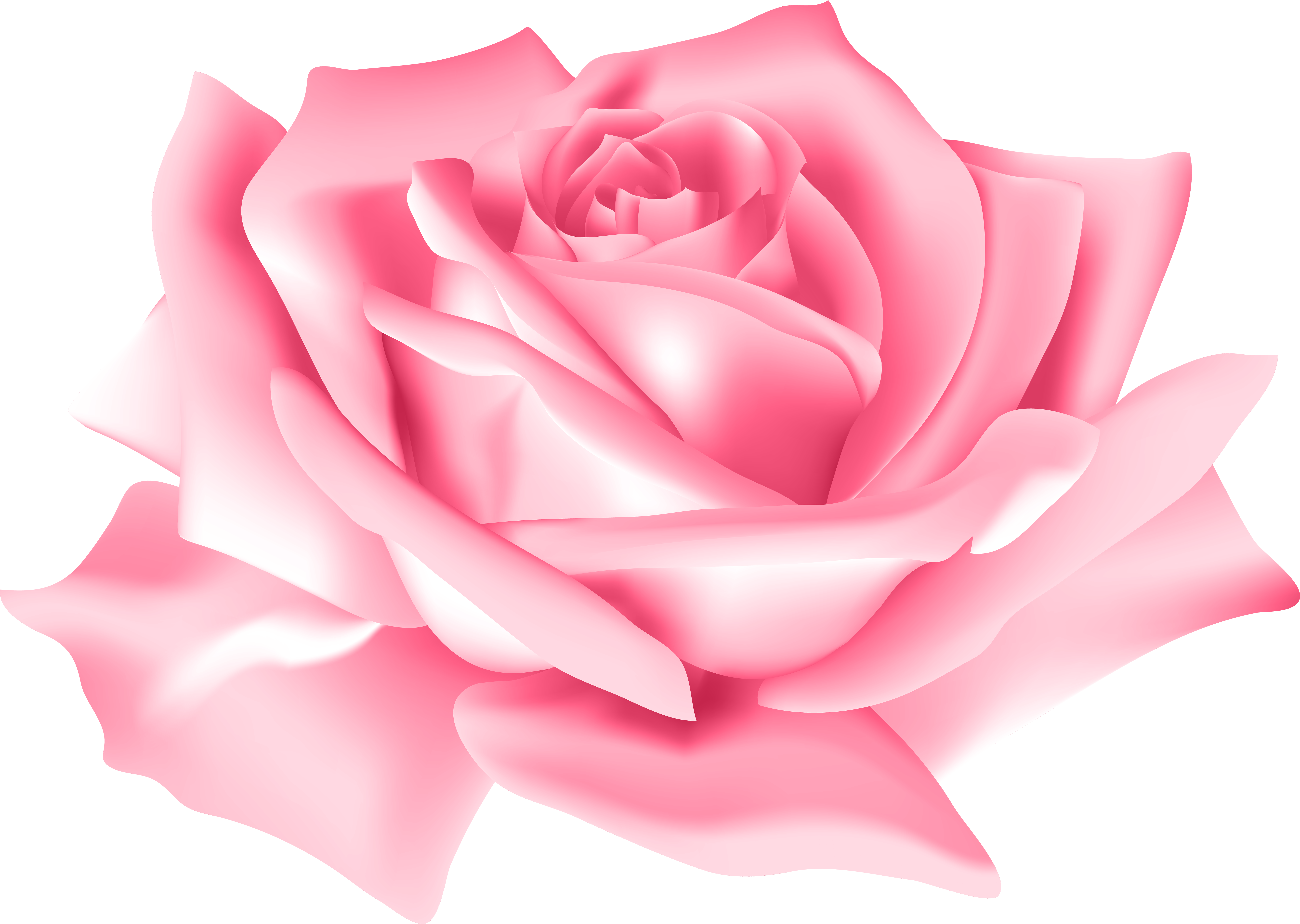Pink Rose Flower Png Clip Art Image - Pink Rose Flowers Png (8000x5687)