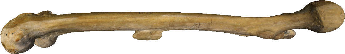 Bone Human Skeleton Femur Clip Art - Bone Human Skeleton Femur Clip Art (1366x614)