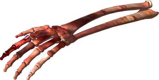 Bone Png Clipart - Bone Png (531x270)