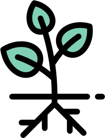 Manchurian Apricot Plants - Ginseng (480x480)