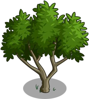 Maple Leaf (300x400)