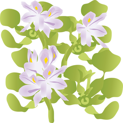 Hyacinth Clipart Water Hyacinth - Water Hyacinth Vector (400x399)