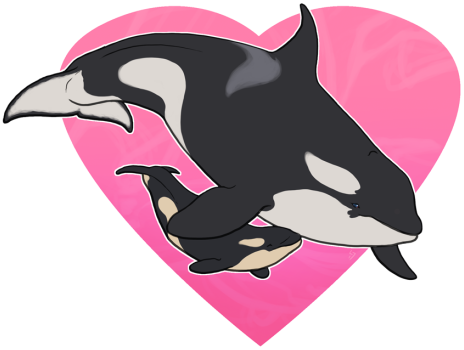 Pink Whale Clipart - Killer Whale (500x379)