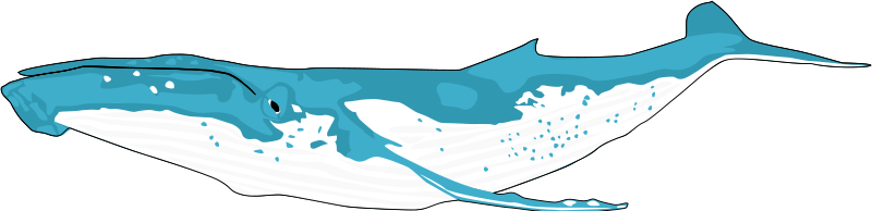Pink Whale Clip Art Free Clipart Images 3 Clipartix - Clip Art Humpback Whale (800x194)