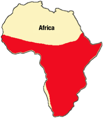 Crested Porcupine Quills Are Said To Have Been An Inspiration - Art (414x476)