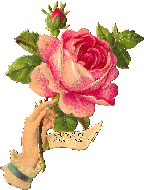 These Victorian Hand Whimsies Are Always So Lovely - Antique Rose Illustration (728x917)