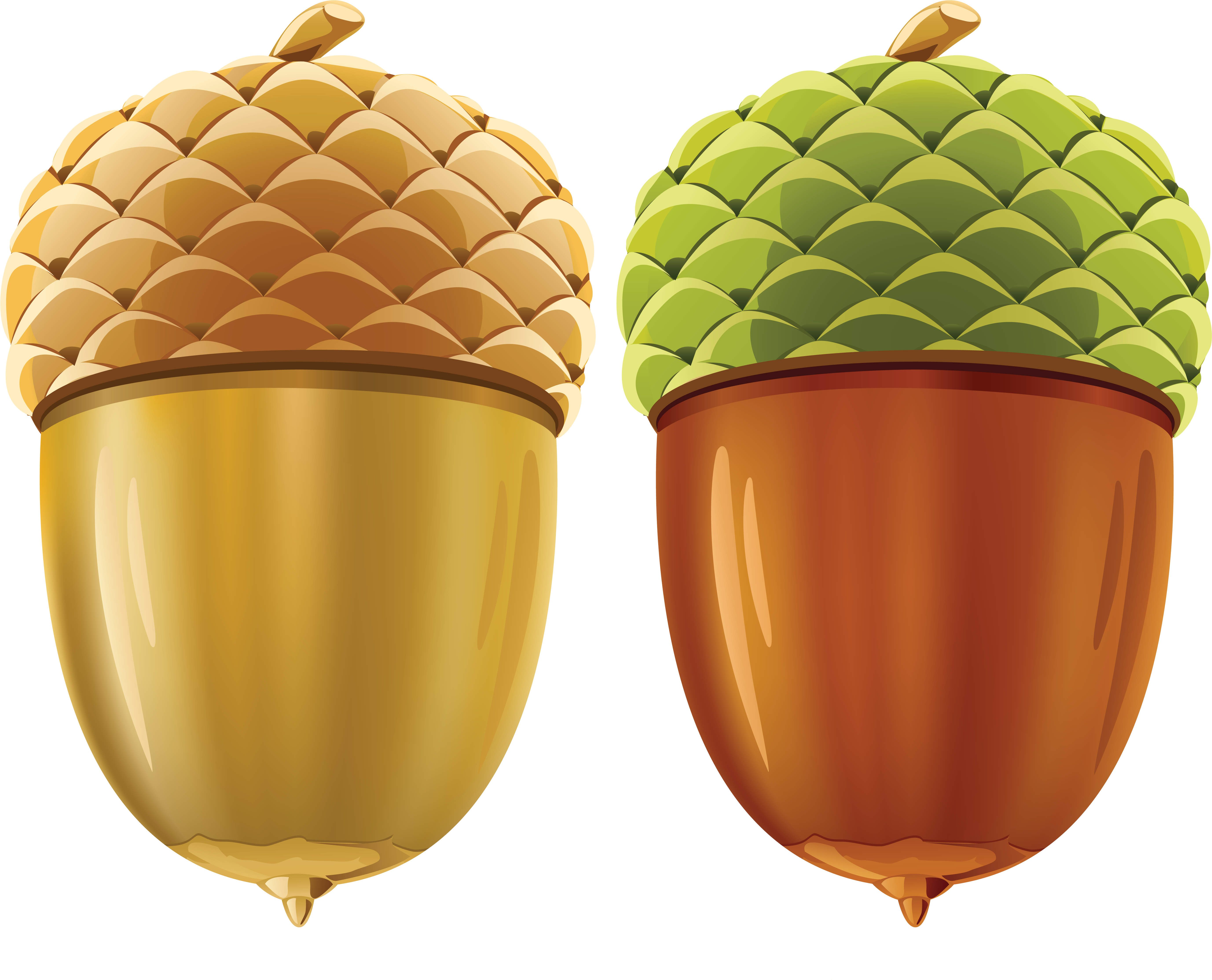 Acorn - Golden Acorn (5602x4457)