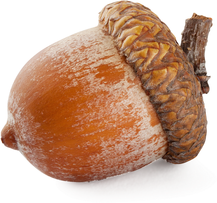 Why Acorn Nut Food Is Used By Indigenous People - Nut Png (750x702)