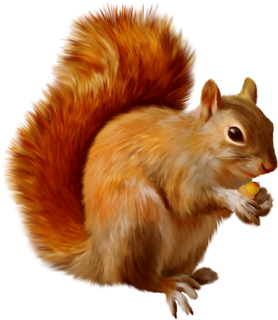 Acorn Clipart Red Squirrel - Animals Png Images Hd (600x674)