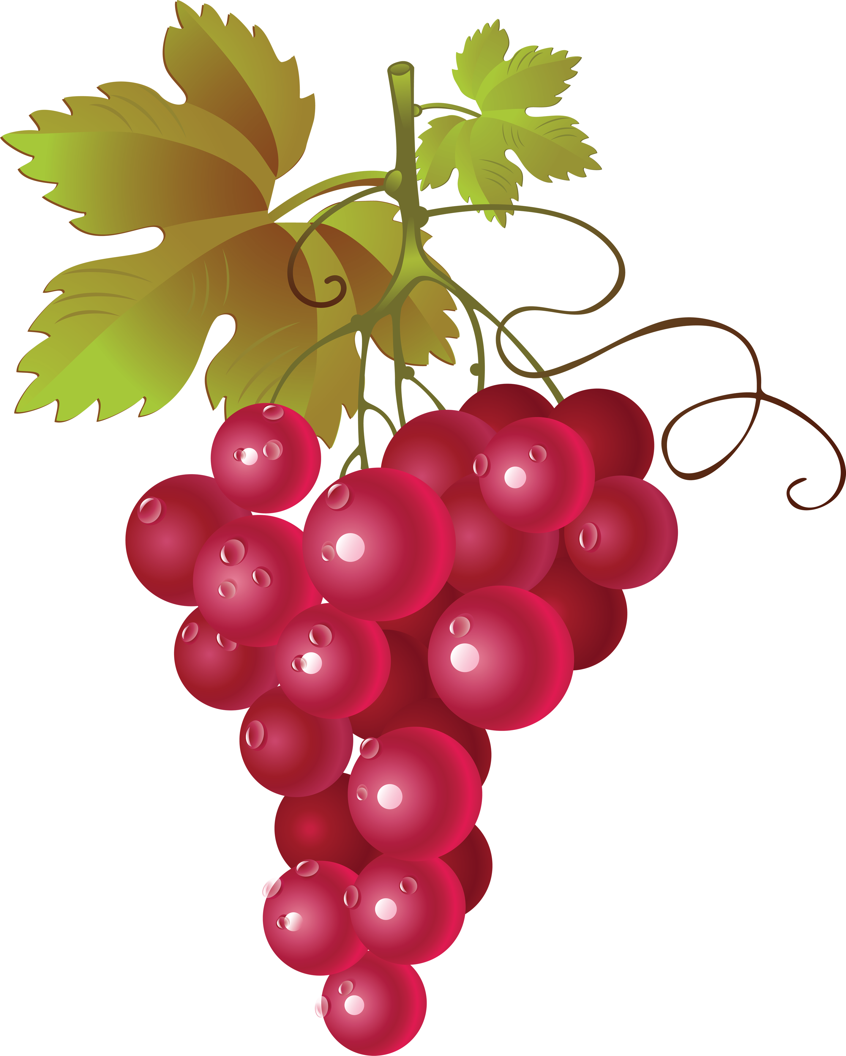 Red Grapes Cliparts - Red Grapes Clipart (2848x3554)