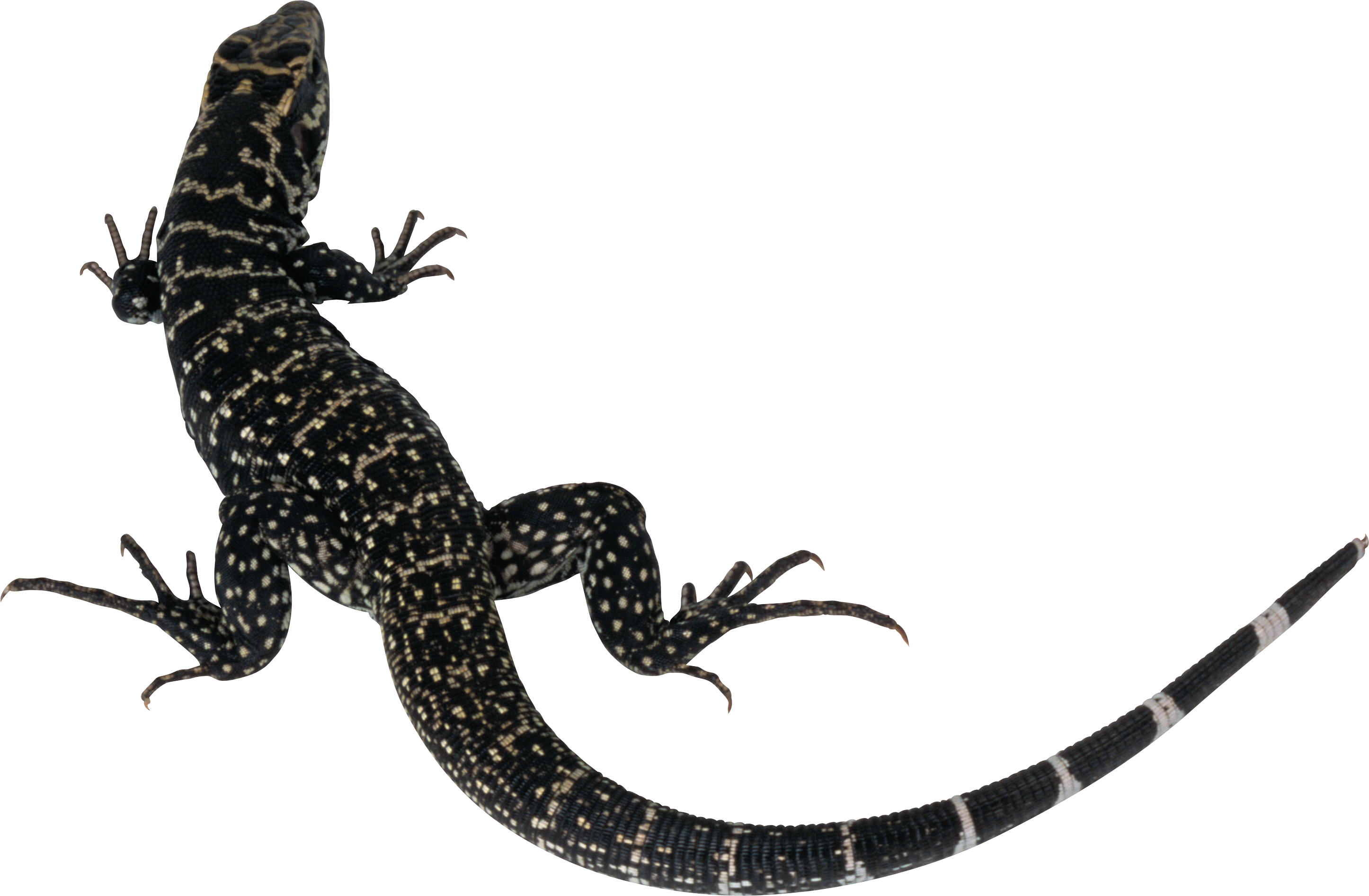 Best Free Lizard Png Icon - Lizard Silhouette (2892x1894)