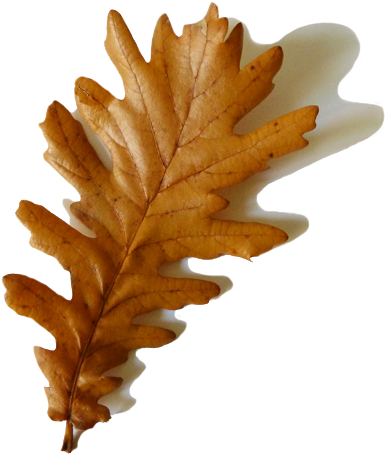 Oak Leaf With Shadow - Autumn Leaf With Shadow (397x453)
