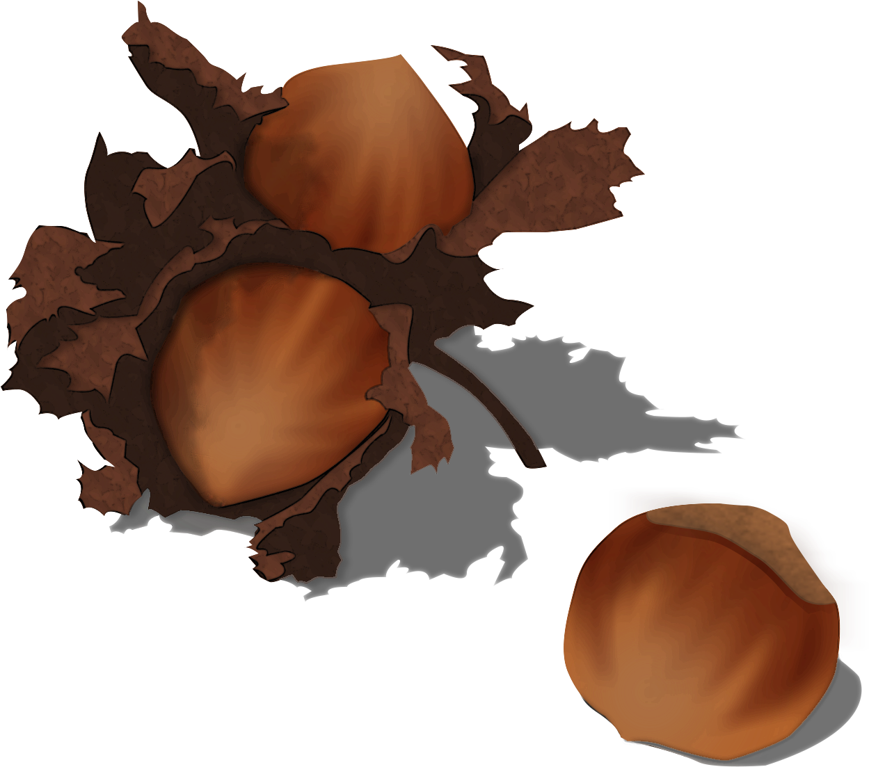 File - Hazelnut - Wikimedia Commons (1260x1149)