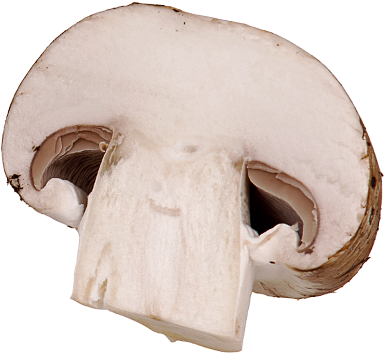 Sliced Mushroom Clipart For Kids - Mushroom That Looks Like A Nose (400x376)