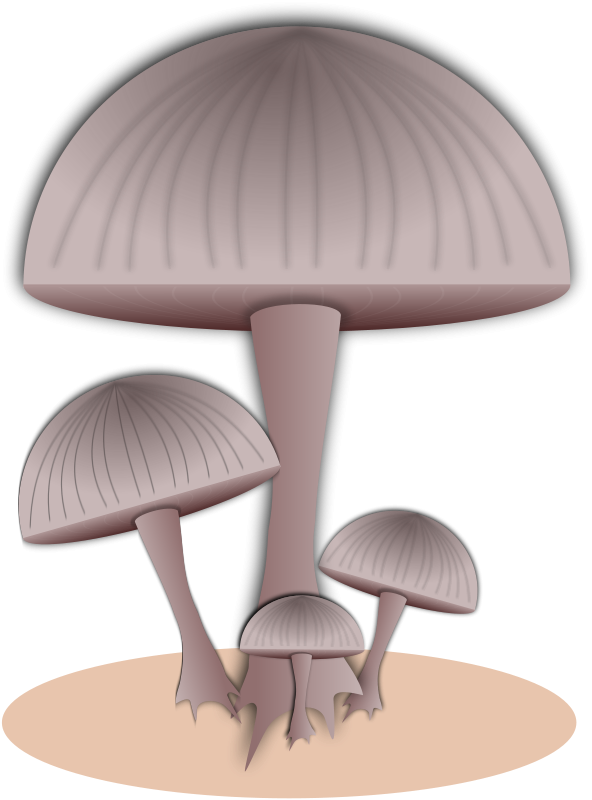 Download - Mushroom (592x800)