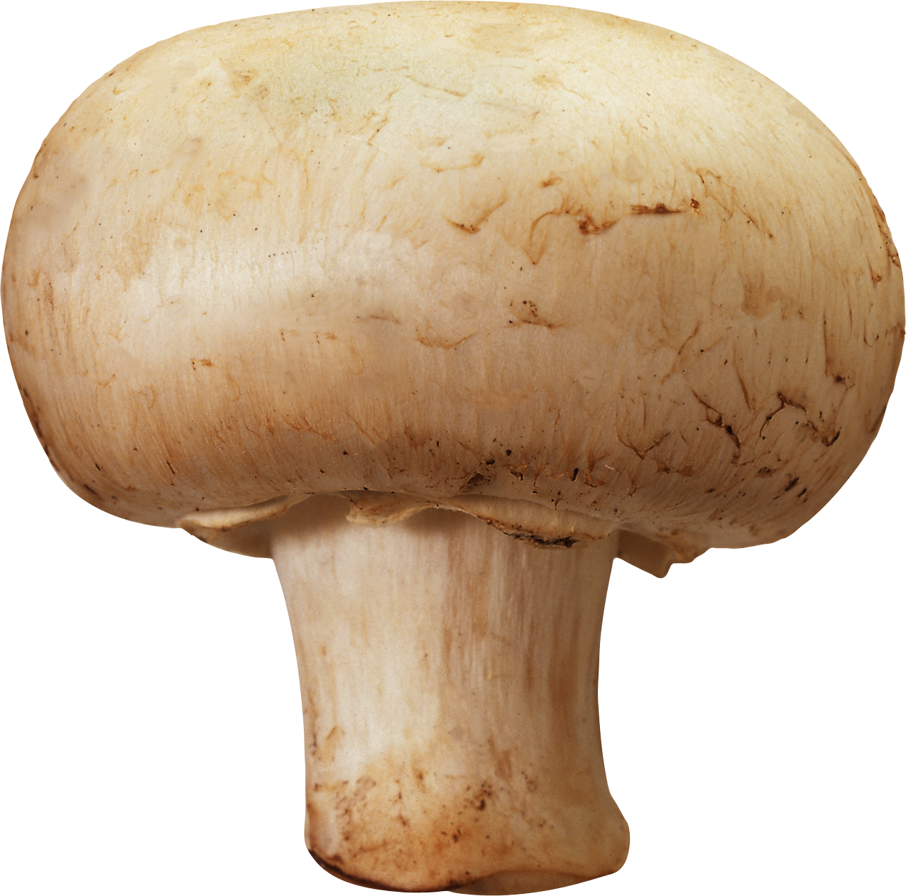 Mushroom Png Images, Free Mushroom Pictures Png - Mushroom Png (1276x1262)