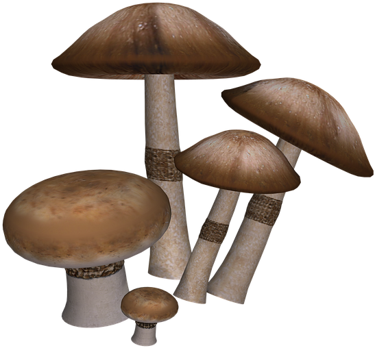 Mushroom Png - Mushrooms Digital Art (960x720)