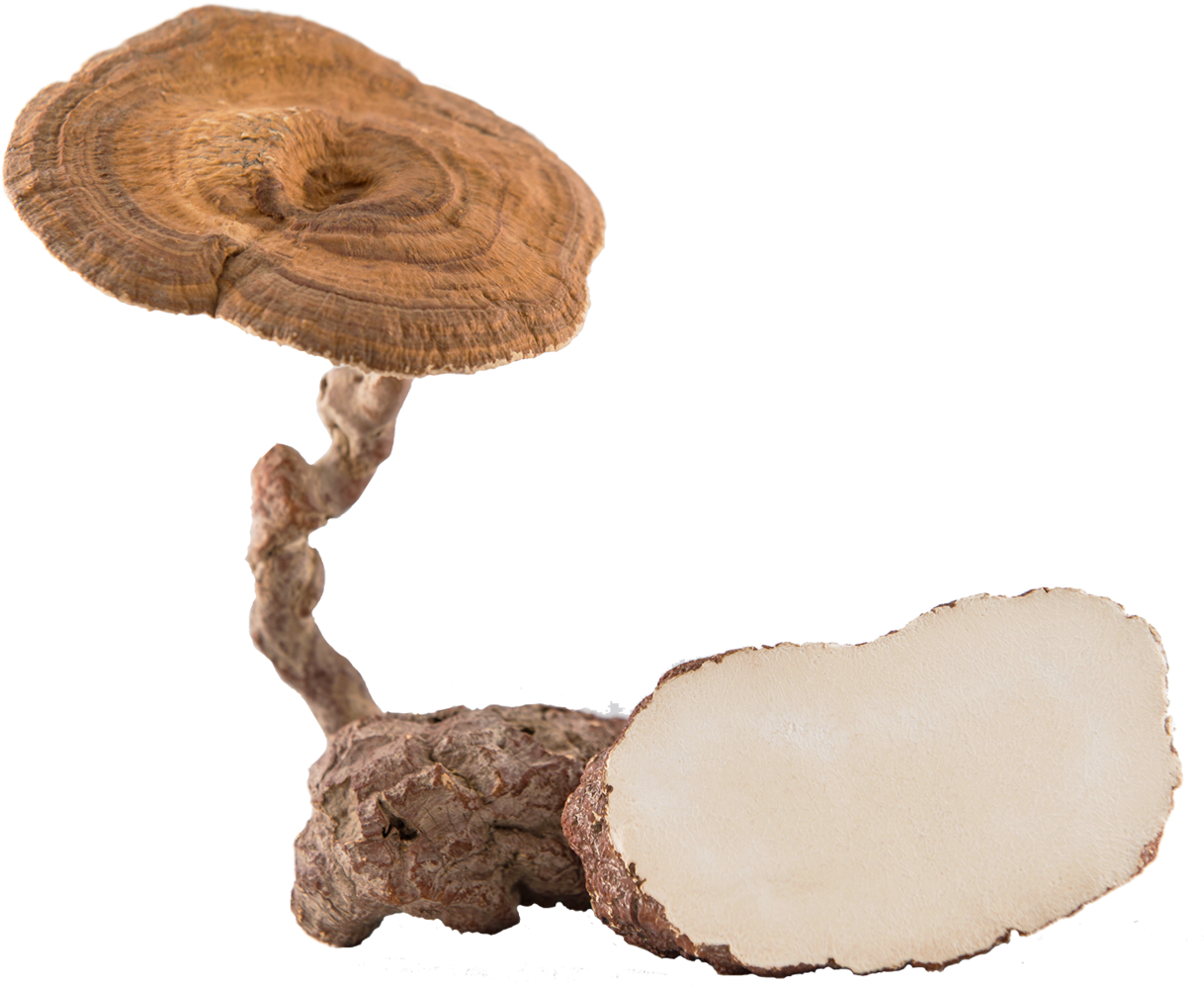 Mushroom Png 3, Buy Clip Art - Tiger Milk Mushroom (1243x1024)