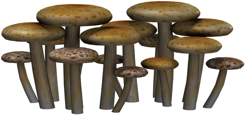Mushroom Png 7, Buy Clip Art - Mushrooms Png (960x720)
