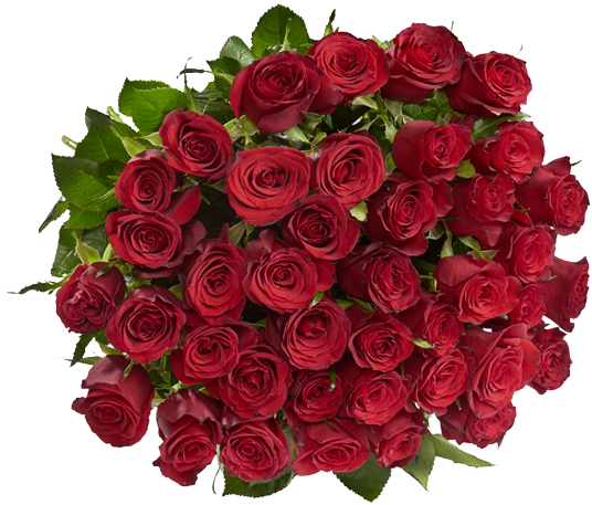 Résultats Du Grand Jeu Saint-valentin - Røde Roser (560x568)