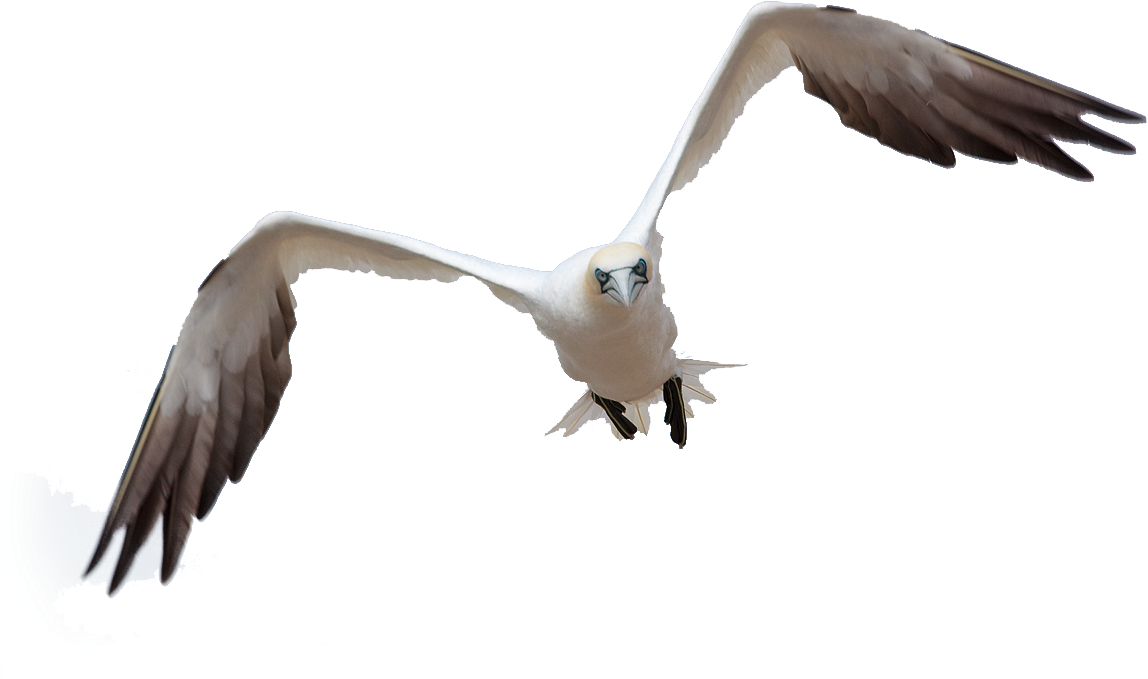 Bird Flight By Queenphotoshop On Clipart Library - Bird Fly Png Hd (1200x800)