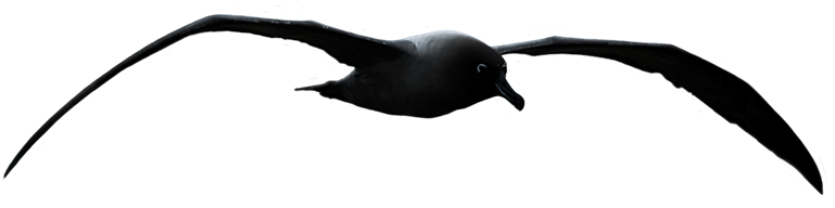 Art Ideas - Silhueta De Gaivotas Png (786x700)