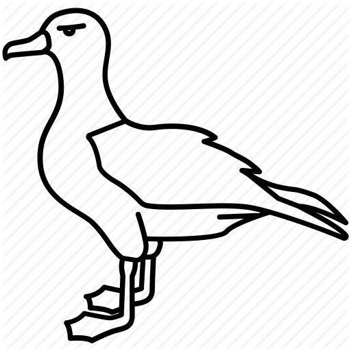 Albatross, Bird, Fishing, Gull, Kittiwake, Mew, Seagull - Albatross Drawing (512x512)