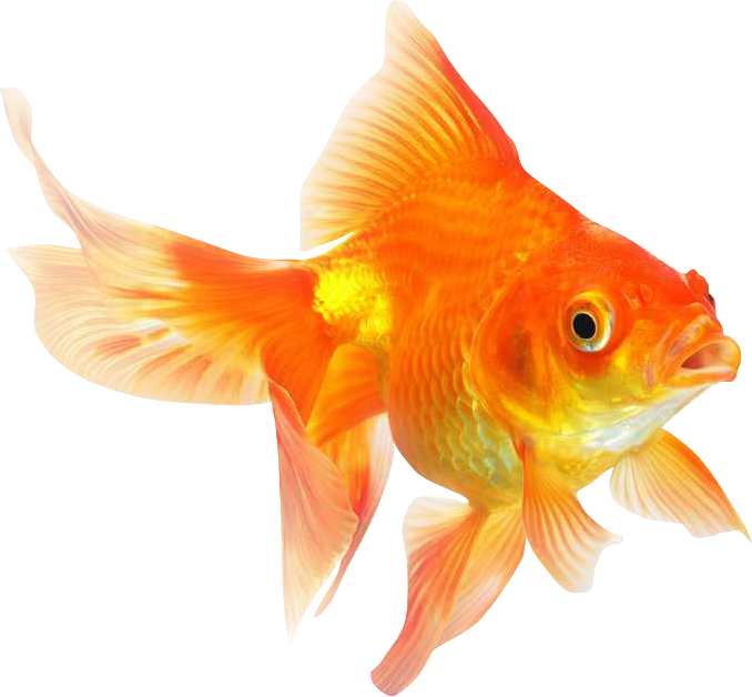 Ryukin Comet Red Cap Oranda Common Goldfish Desktop - Ryukin Comet Red Cap Oranda Common Goldfish Desktop (678x628)