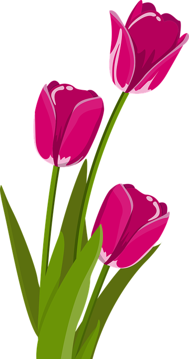 Free Spring Flower Clipart 19, Buy Clip Art - Tulips Clipart (380x720)