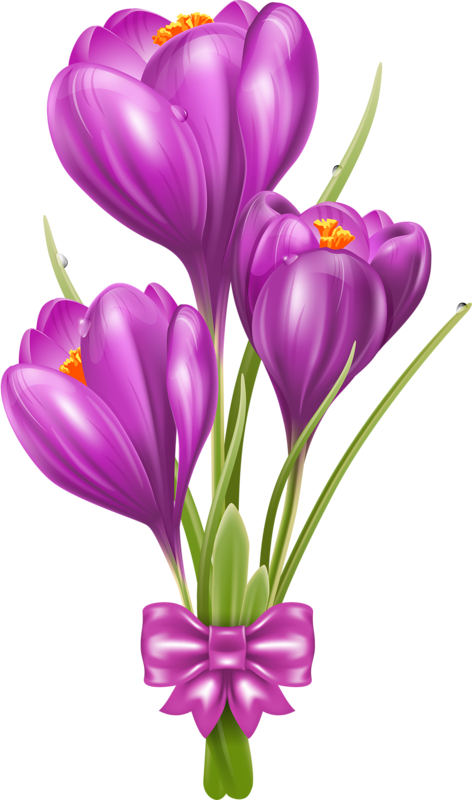 Vector Flowersflower Clipartflower - Crocus Clip Art (472x800)