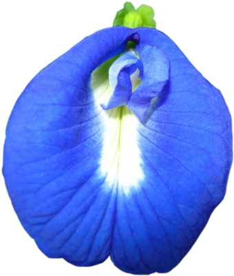Morning Glory Clipart Genda - Iris (400x400)