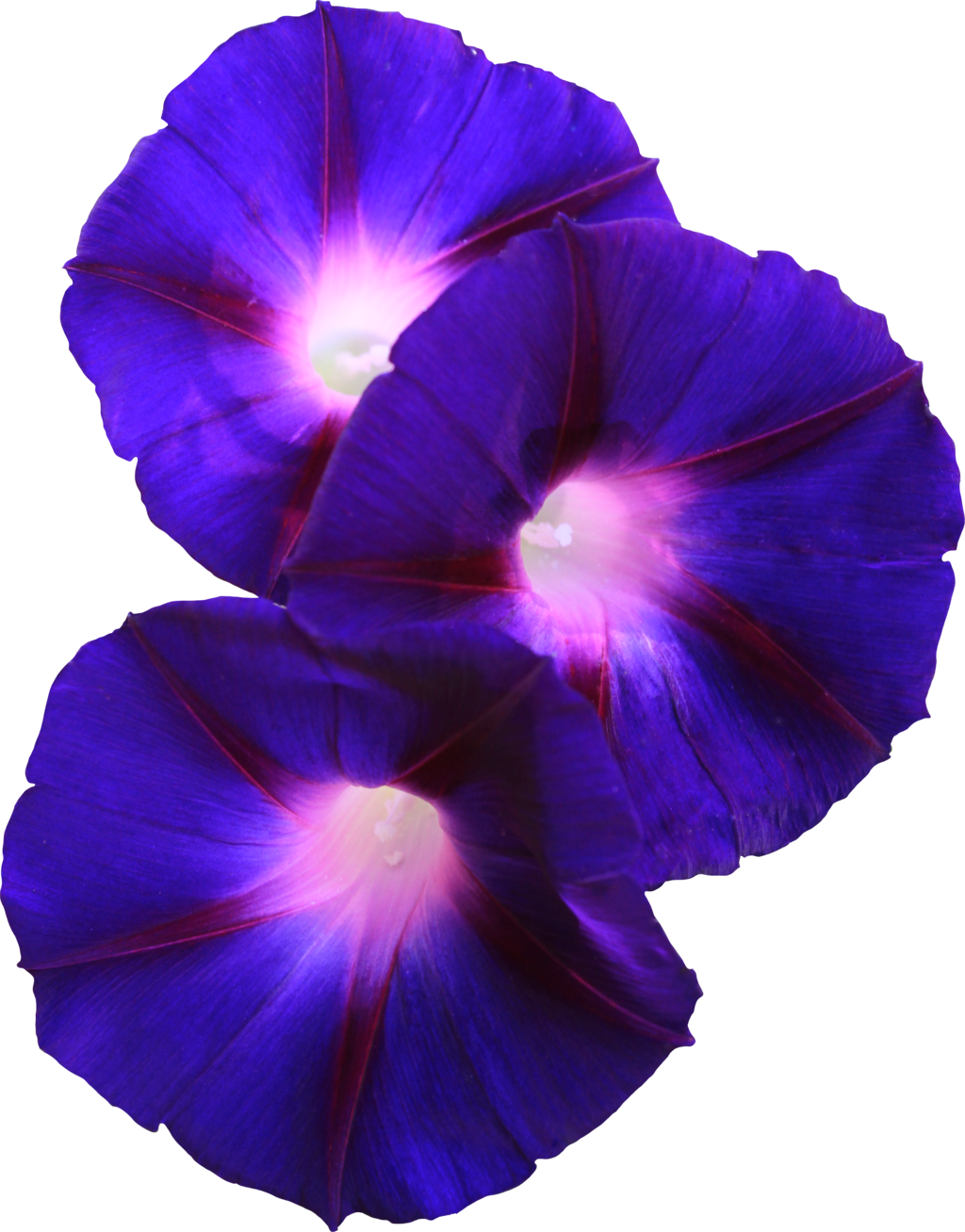 Morning Glory Transparent (1024x1308)