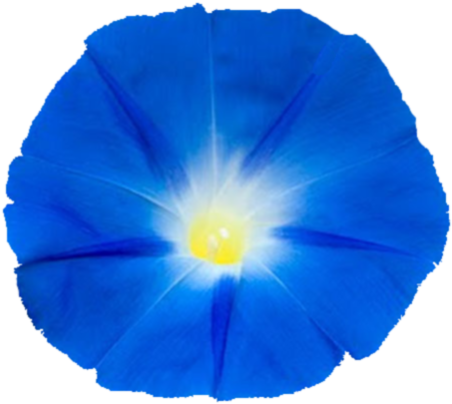 Ja-renders 0 0 Blue Moonflower Render By Soarindash123 - Morning Glory (640x480)