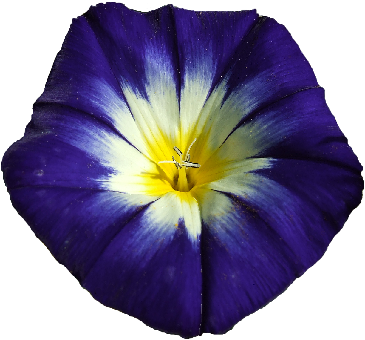 Winds Blue Flower Blossom Bloom Png Image - Japanese Morning Glory (1280x1280)