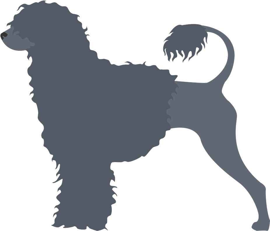 Perro De Agua Portugués - Carolines Treasures Bb3868ds66 Portuguese Water Dog (1000x1000)