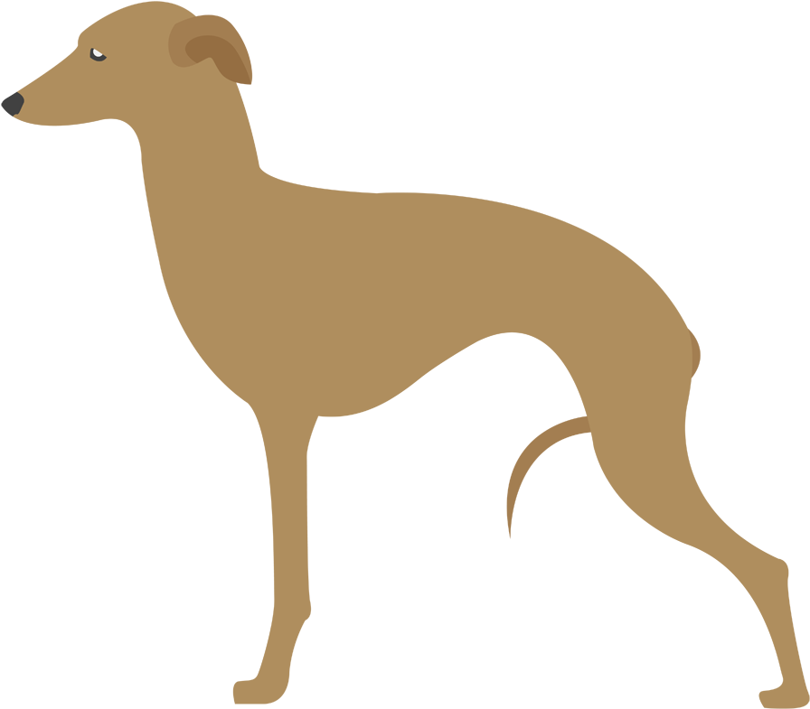 Galgo Italiano - Italian Greyhound (1000x1000)