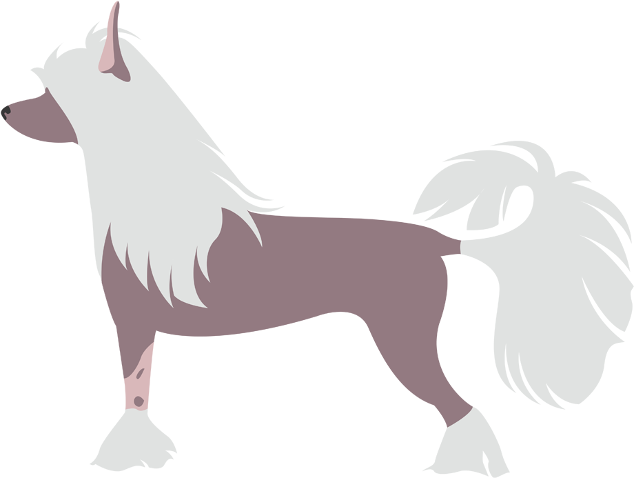 Crestado Chino - Illustration (1000x1000)