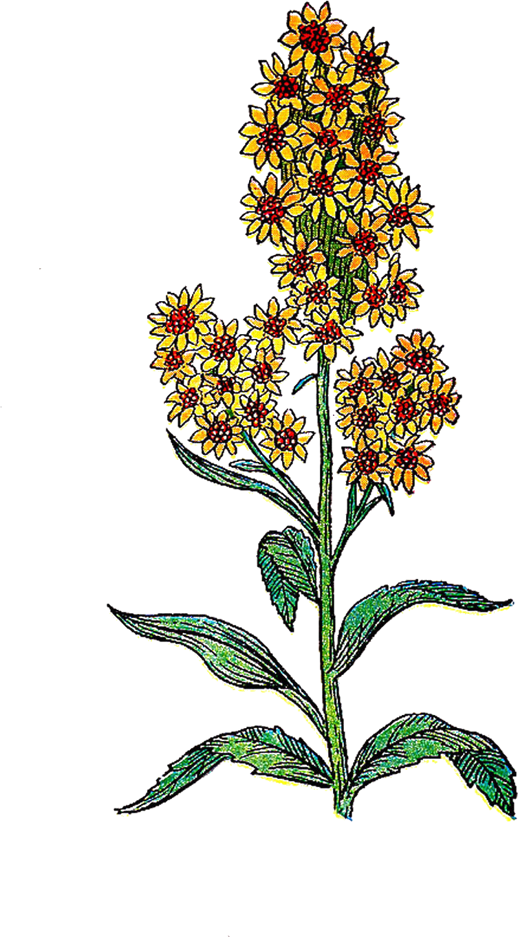 Free Botanical Clip Art - Art Print: Pop Ink - Csa Images' Yellow Flower, 61x41in. (900x1518)