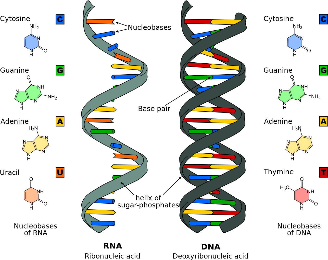 Dna Molecule Dna Rna - Nucleic Acids (1371x1097)