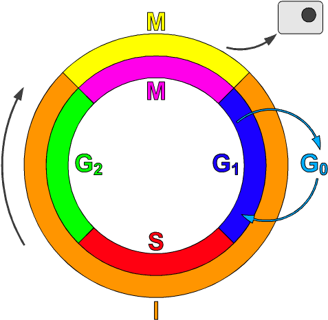 Pharmacological Studies Of A Novel Inhibitor Of The - Cyclin Dependent Kinase Definition (512x512)