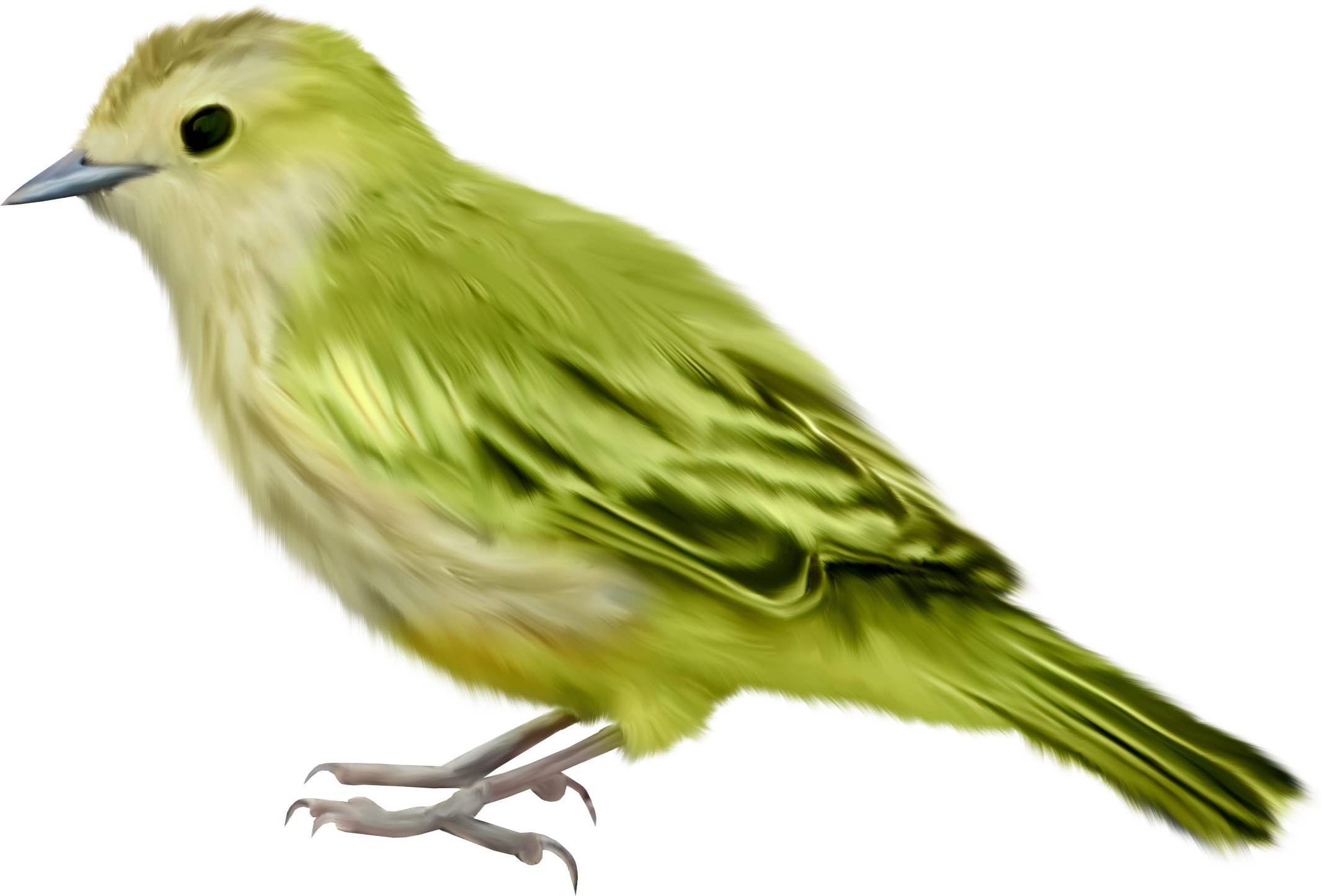 Finch Clipart Chidiya - Green Bird Png (2137x1446)