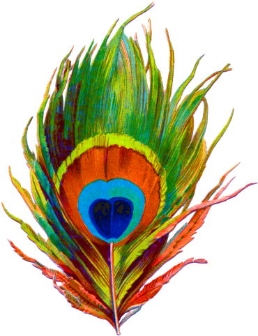 Peacock Feather Png Designs Png Images - Peacock Feathers Png Transparent (1084x1350)
