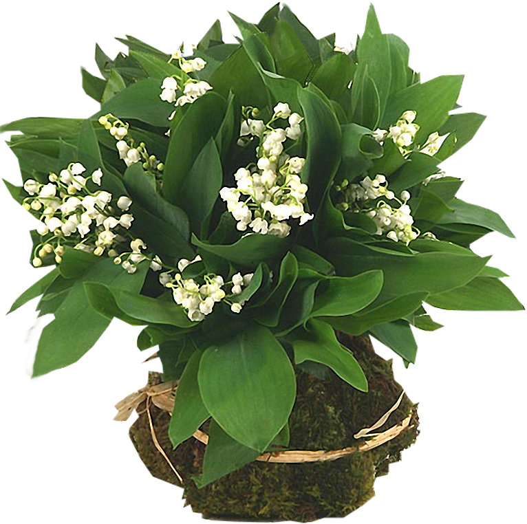 Arana Альбом «clipart / Clipart1 / Lilyvalley» На Яндекс - Konvalinky Gif (766x762)